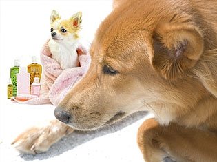 cats dogs reptiles fish